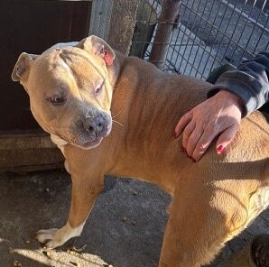 SOXX (♂) - Vermittlung nur nach AT