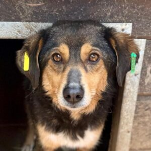 PEPITA (♀) - Notfall - Beissopfer (04/26)