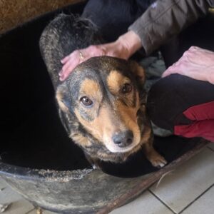 CATELYN (♀) - ausgereist zur Tierhilfe Lebenswert DR 13.03.2026