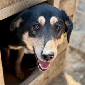 KUNI (♀) reist auf Pflegestelle PLZ 41 - SE 31.03.