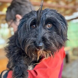 JULIE (♀) - reserviert - reist auf PDR PS in 55 Gebroth ( 29.03. )