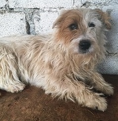 PEETA  (♂) reserviert THL (04.03.)