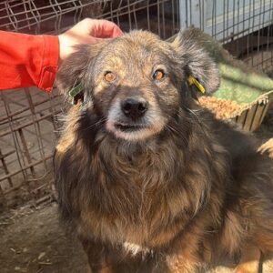 CATO (♂) - Notfall - schiefer Kiefer/belastet Bein hinten rechts nicht