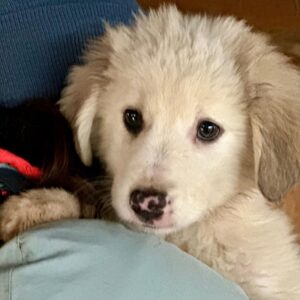 KABO (♂) - auf PS im PLZ Bereich 55 (SD)