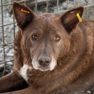 SULLIVAN (♂) reserviert (14/06 MH)