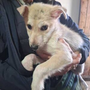 KELLOGS (♂) reserviert THL (15.03)