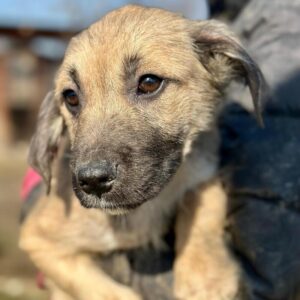 ARJANG (♂) - Stressbedingte Hautprobleme