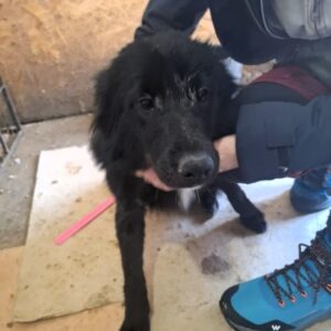 NELLIE (♀) reserviert THL (04.03.)