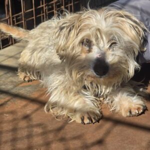 INGA (♀) reserviert THL (05.03.)