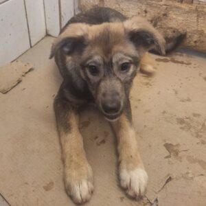 JUDYBELLE (♀) - reserviert Tierhilfe Lebenswert DR 19.03.26