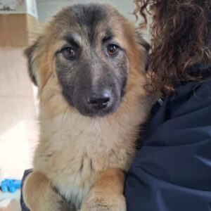 LEYLA (♀) reserviert THL (04.03.)