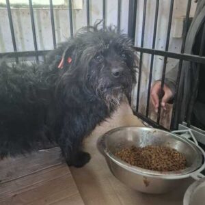 RUDY(♂) - I - Tierhilfe Lebenswert DR 07.03.26