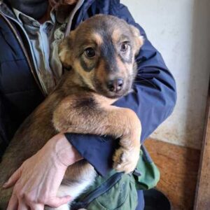 JACKIE (♀) reserviert THL (15.03.)