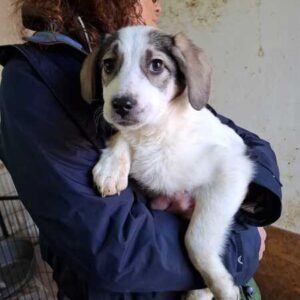 LILLY-HOPE (♀) reserviert THL (15.03.)