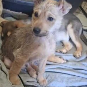 NEPPO (♂) - reserviert Tierhilfe Lebenswert DR 23.03.2026