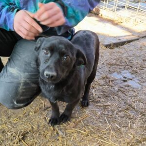 GUUS (♂) - reist auf PDR PS in PLZ 55 (SD 16.3.)