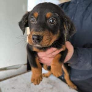 AXEL (♂) - reserviert Tierhilfe Lebenswert DR 19.03.26