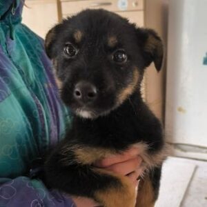 SAKURA (♀) - Hautprobleme (03/26) - reserviert Tierhilfe Lebenswert DR 27.03.26