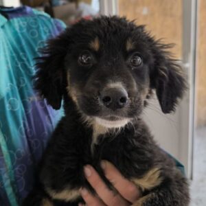 FLUFFY (♂) - reserviert Tierhilfe Lebenswert DR 24.03.2026