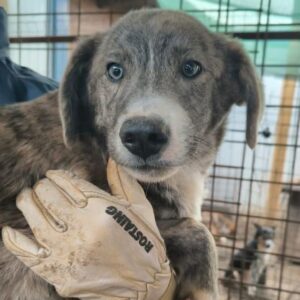 MORRIS (♂) - reserviert Tierhilfe Lebenswert DR 24.03.26