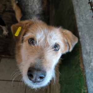 YLLKA (♀) - zu dünn (03/26)