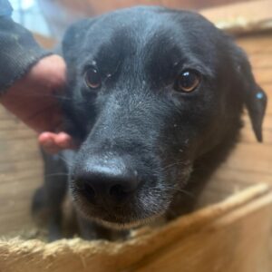 R1PLK283 (♂)  - wird gemobbt