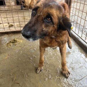 LANZA (♂) -NOTFALL- zu dünn - Mobbingopfer