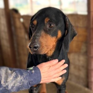 R3BKF5 (♂)  - zu dünn (03/26)