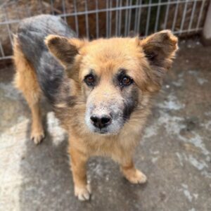 R4BKF5 (♂) - Sehkraft eingeschränkt