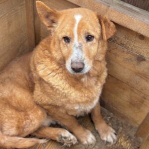 R3PLK255 (♂) - abgekämpfter Senior