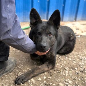 MYLO (♂) - Dreibein