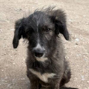 YLVIE (♀) - reist auf PDR-PS mit PLZ 55 (SD 15.3.26)