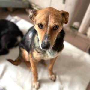 LEENY (♀) - auf PS im PLZ Bereich 97 (SE)