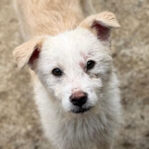 TÜPFEL (♀) - leichte Hautprobleme (03/26)