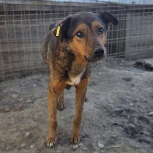 BRUNO (♂) - Notfall - komplett abgemagert, Mobbingopfer, kommt nicht an Futter und Wasser (04/26)