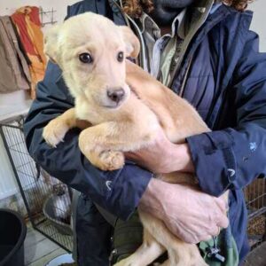 ORO (♂) reserviert THL (15.03)