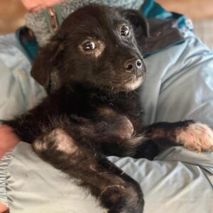 WINKY (♂) Notfall wg. Hautproblemen