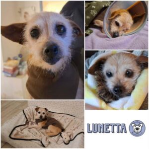 LUNETTA - Gnadenplatzhund seit dem 13.12.2025