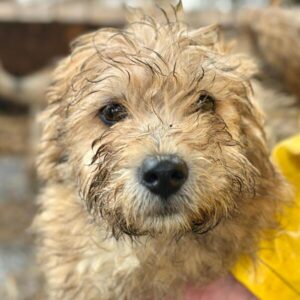 PLUSH (♂) - reist auf PDR PS im PLZ Bezirk 55 (SD 29.03.)