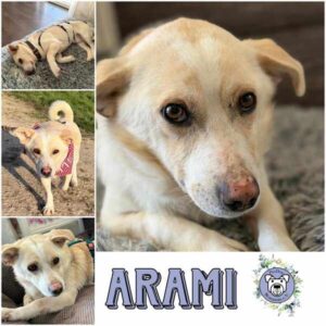 ARAMI (♂) in 73230 Kirchheim unter Teck - reserviert