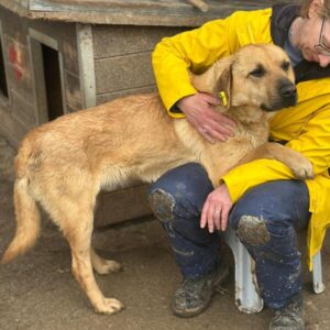 ELMO (♂) Notfall, zu dünn, kommt im Kennel nicht zurecht