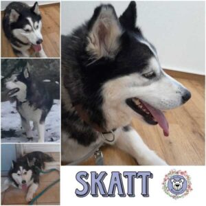 SKATT (♀) in 34474 Diemelstadt
