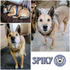 SPIKY - Gnadenplatzhund seit dem 13.12.2025
