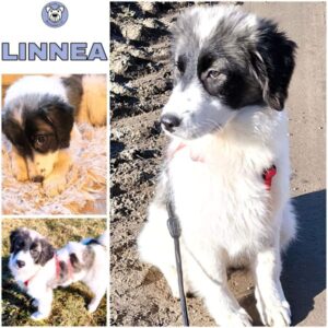 LINNEA (♀) in 18569 Neuenkirchen - reserviert