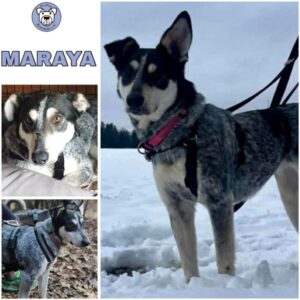 MARAYA (♀) in 82223 Eichenau