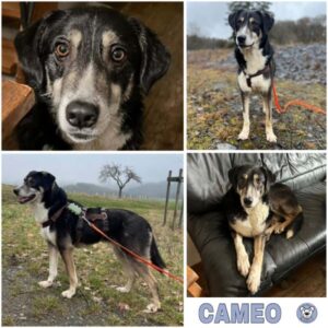 CAMEO (♂) in 65321 Heidenrod