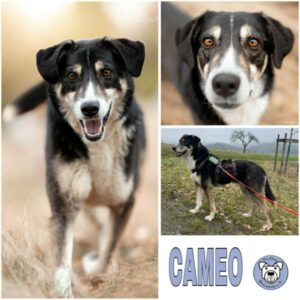 CAMEO (♂) in 65321 Heidenrod
