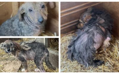 🚨 Notfall: Hauthundewelpen in Bucov 🐶💔 