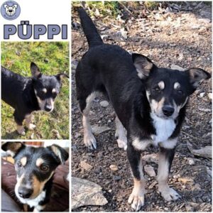 PÜPPI (♀) in 55595 Gebroth