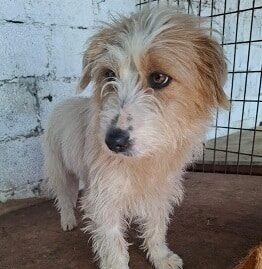 RUBI (♀) reserviert THL (04.03.)